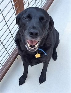 Black labrador retriever