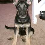 German Sheppard puppy sitting