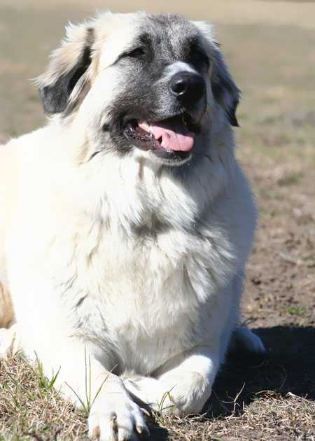 Boarding For Big Dogs in San Antonio TX