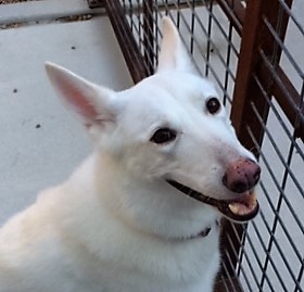 White german shepherd