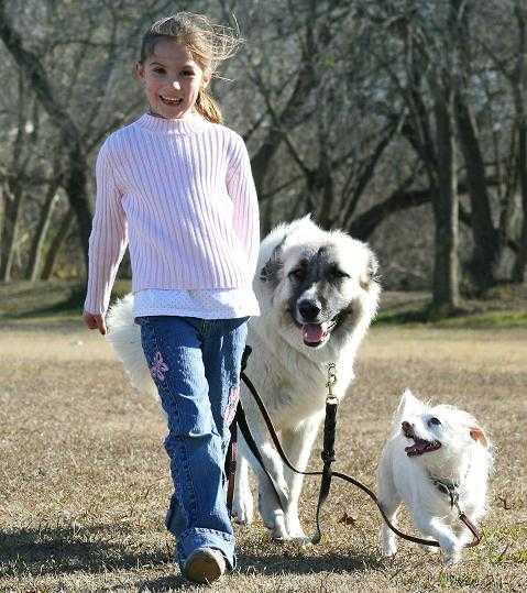 Girl with dogs