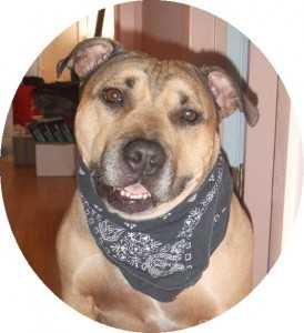 Butter 4 yrs Pitbull Training in San Antonio TX