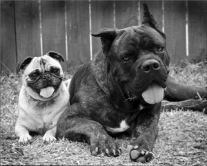 New Braunfels, TX Dog Obedience Training & Boarding