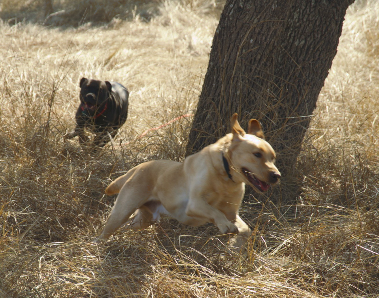 Two dogs running in a field