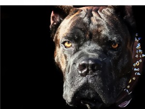 San Marcos, TX Dog Obedience Training & Boarding