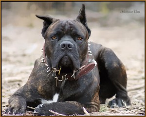 Boerne, TX Dog Obedience Training & Boarding