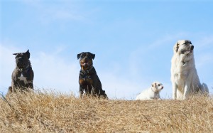 Off-Lead Stay Training Dog Obedience Classes in San Antonio TX