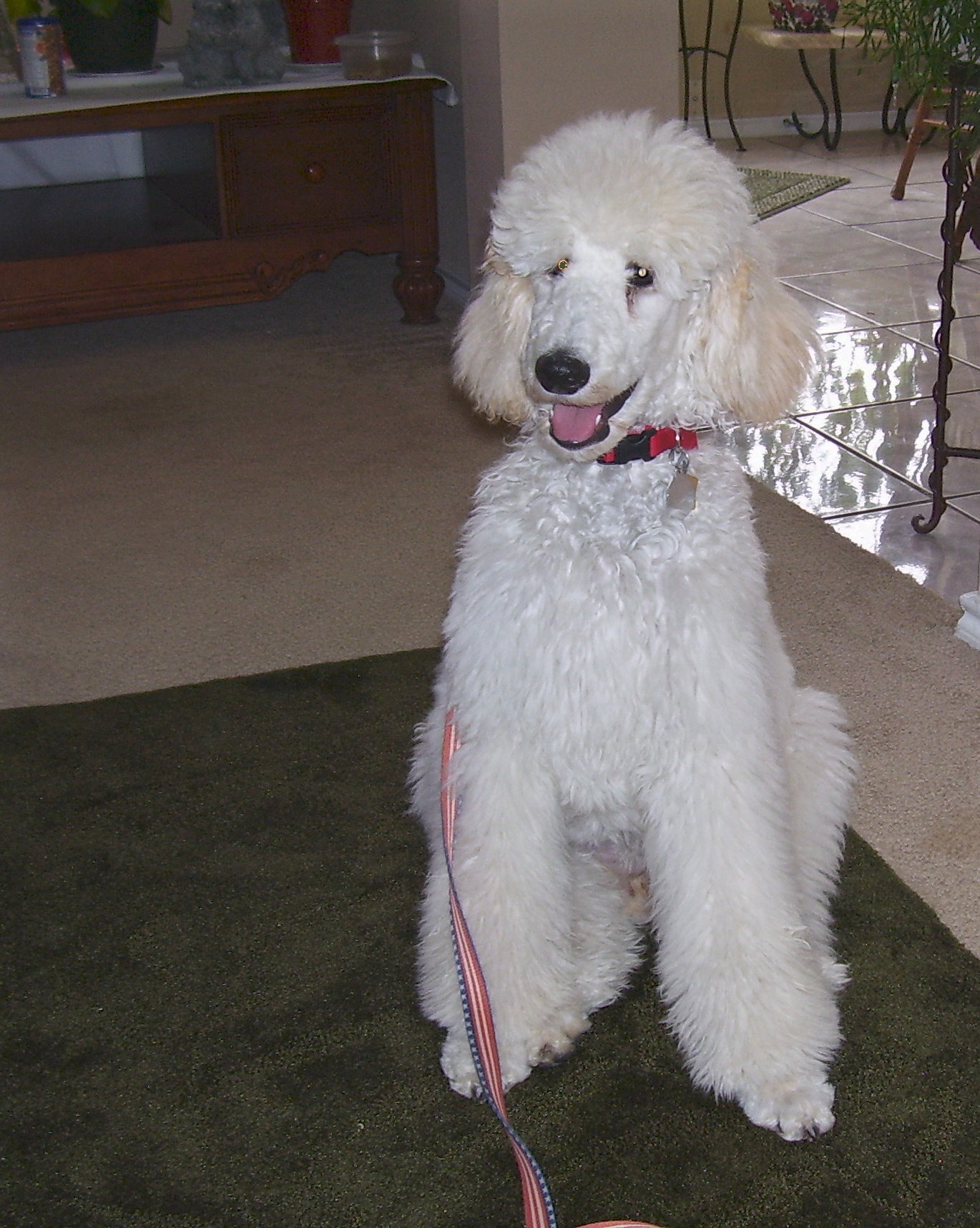 In Home Pet Training White poodle