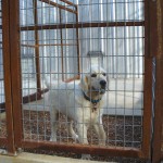 In Home Puppy Training San Antonio TX