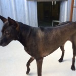 Voodoo is a Korean Ridgeback that frequently boards with us. See our Boarding page for more information.