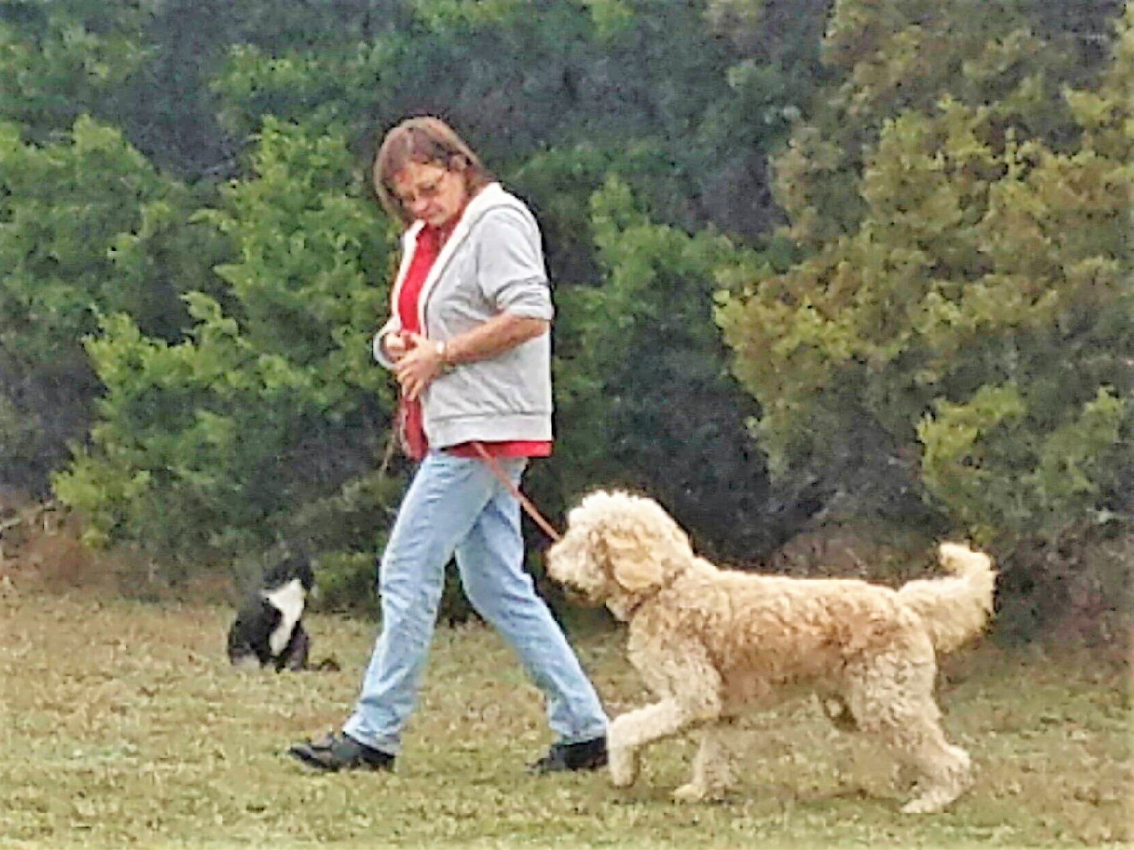 Woman walking dogs