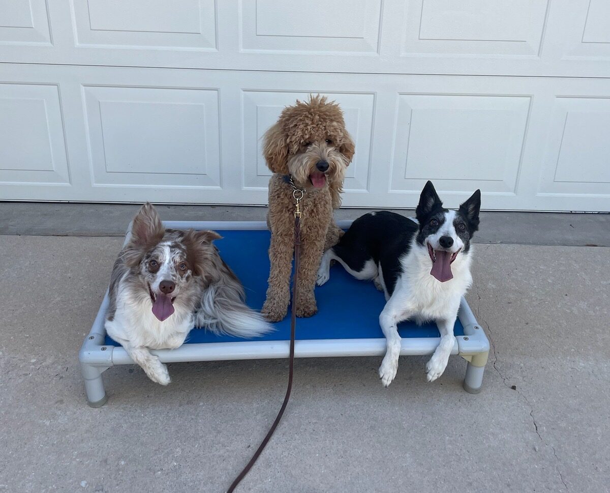 Dog Obedience Training San Antonio, TX A Better Dog Training Inc